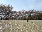 2009hanami05.jpg