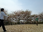 2009hanami07.jpg