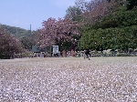 2009hanami12.jpg