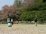 2009hanami15.jpg