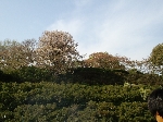 2009hanami56.jpg