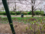 2010hanami14.jpg