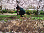 2010hanami16.jpg