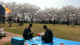 sakura2015_05.png